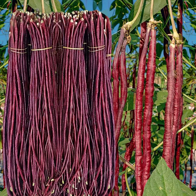 Purple-Red Yardlong Bean Seeds